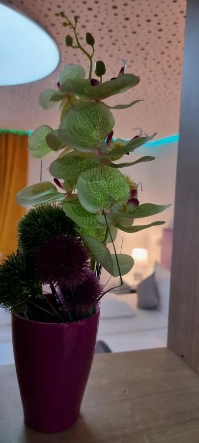 Studio-Apartment ' Andrei 1 ' - Neu In נויבורג אן דר דונאו מראה חיצוני תמונה